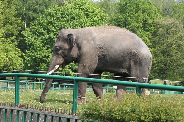 Słoń spaceruje po przestronnym wybiegu w zoo w Chorzowie.