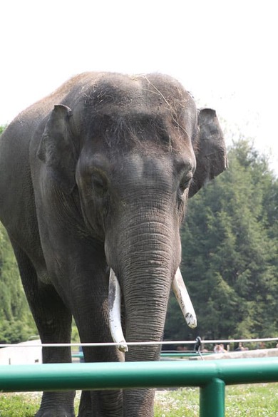 Słoń spogląda zza ogrodzenia na zwiedzających w zoo.