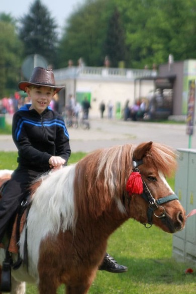 Maciej odbywa pierwszą przejażdżkę na kucyku w zoo w Chorzowie.