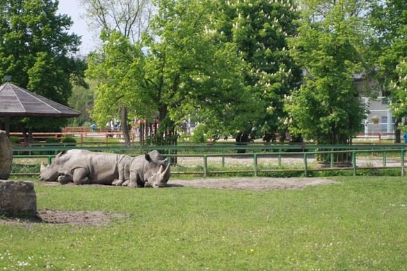 Dwa nosorożce odpoczywają w słońcu na wybiegu w zoo.