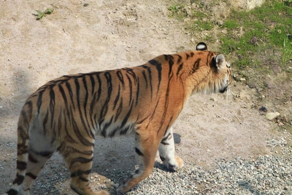 Tygrys spaceruje po wybiegu w zoo w Chorzowie.