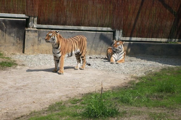 Para tygrysów – jeden odpoczywa, drugi obserwuje gości.