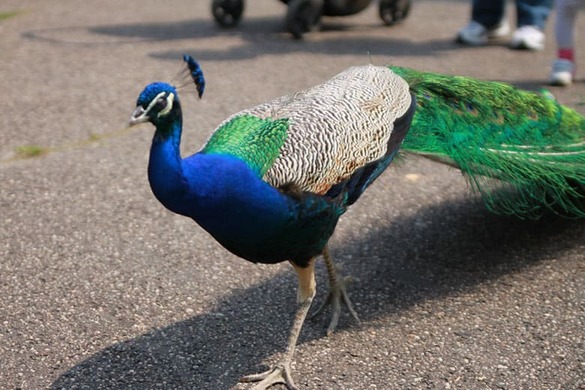 Paw spaceruje między zwiedzającymi w zoo w Chorzowie.